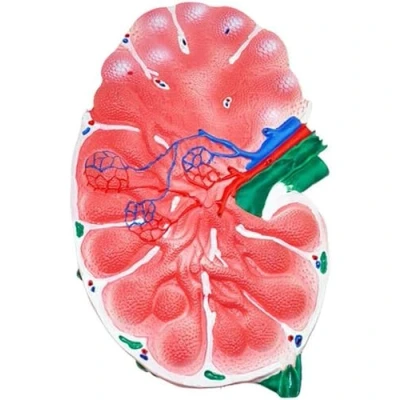 Afbeelding van Menselijk Lymfeknoop Model Biologie Onderwijs voor Wetenschap Klaslokaal Studie Display Medisch Laboratoriumapparatuur.