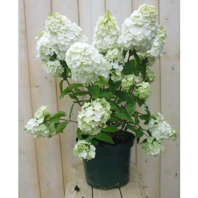 Afbeelding van Pluim Hortensia Hydrangea Wit Warentuin natuurlijk