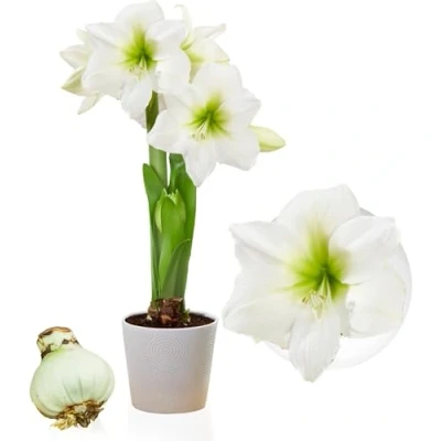 Afbeelding van Amaryllis bol White Star, 1 grote 26/30, Exclusieve bloembollen, planten en bloemen uit Nederland, Echte Hippeastrum bollen (geen zaden, niet in was kunstmatig)