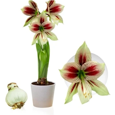 Afbeelding van Dutch Bulbs Amaryllis Bol Papilio Bloembollen 1 stuk Meerkleurig Bloem bollen