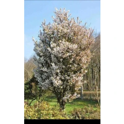 Afbeelding van 2 x Prunus nipponica &#039;Brillant&#039; Sierkers 60 80 cm in pot