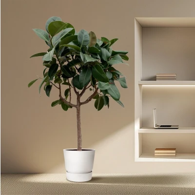 Afbeelding van Ficus Elastica Robusta op stam