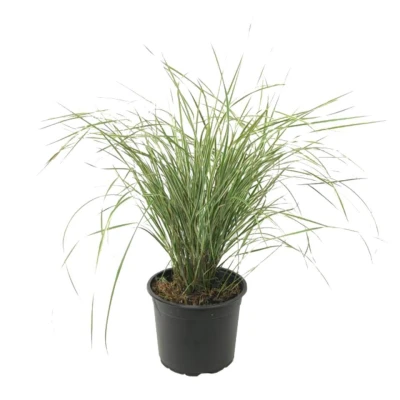 Afbeelding van Calamagrostis Overdam Pot 23cm Hoogte 20 30cm Siergras Winterhard