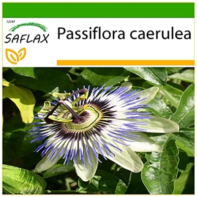Afbeelding van SAFLAX Blauwe Passiebloem 25 Zaden Met potgrond voor een betere teelt Passiflora caerulea