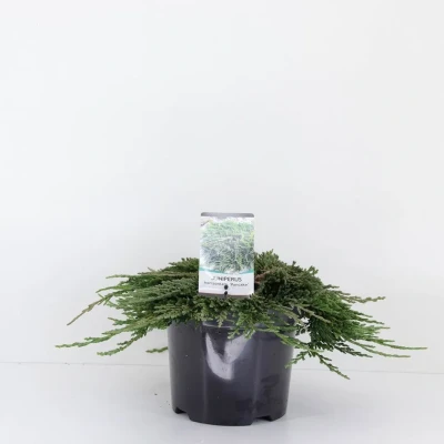 Afbeelding van Juniperus hor pancake 30 cm Warentuin Natuurlijk