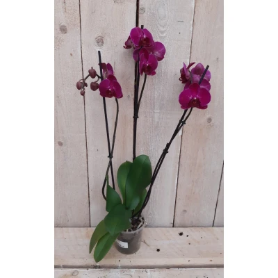 Afbeelding van Kamerplant Vlinderorchidee phalaenopsis roze 3 takken Warentuin Natuurlijk