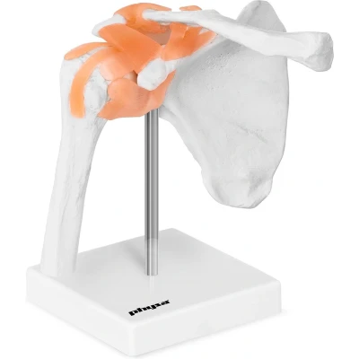 Afbeelding van Physa Anatomisch model schouder PHY SJ 1