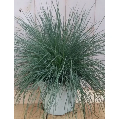 Afbeelding van 3 stuks! Blauw schapengras Warentuin natuurlijk