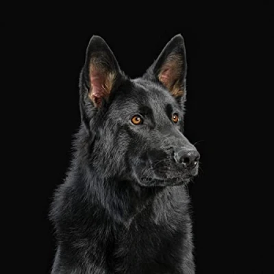 Afbeelding van Die Nerven (LP)
