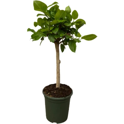 Afbeelding van Ficus Altissimo variegata Ø33cm 120cm