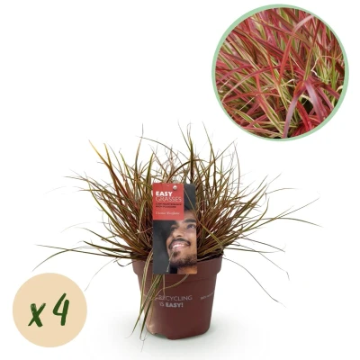 Afbeelding van Green boutiQ Siergrassen Uncinia rubra Everflame Rood 4 Planten Bladhoudend Weinig Onderhoud Pot 17cm Hoogte 50cm