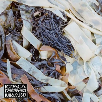 Afbeelding van Lullahush Ithaca (LP)