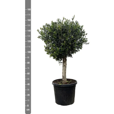 Afbeelding van Combi deal Olea Lorc inclusief Bucket 210 cm