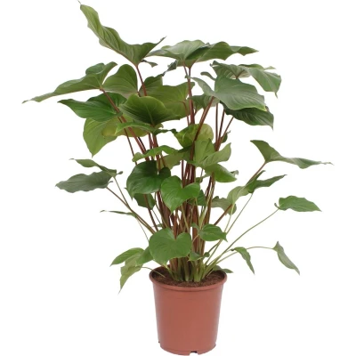 Afbeelding van Plantenboetiek.nl Homalomena Rubescens Maggy Kamerplant Hoogte 90cm Potmaat 24cm