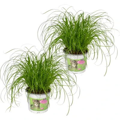 Afbeelding van Plantenboetiek.nl Cyperus Alternifolius Kattengras Kamerplant Hoogte 20cm Potmaat 12cm