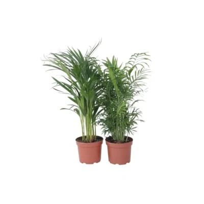 Afbeelding van Areca, Chamaedorea Mix van 2 Pot 17cm Hoogte 50 70cm Indoor Palmmix P17 x2