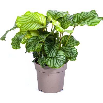 Afbeelding van Plantenboetiek.nl Calathea Orbifolia Ø27cm 80cm hoog Kamerplant Groenblijvend