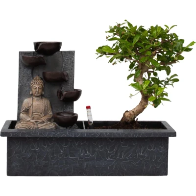 Afbeelding van Plant in a Box Bonsai boompje met Easy care watersysteem én stromende waterval over Buddha beeldje kamerplant Hoogte 25 35cm