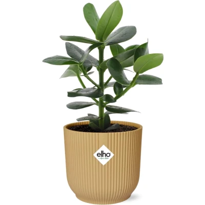 Afbeelding van Plantenboetiek.nl Clusia Princess in ELHO Vibes Fold geel Ø14cm 25cm hoog Kamerplant Groenblijvend
