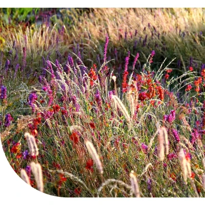Afbeelding van Prairietuin Compleet 250 Gram ±125 M² MRS Seeds &amp; Mixtures