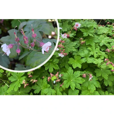 Afbeelding van Ooievaarsbek Geranium macrorrhizum &#039;Spessart&#039;