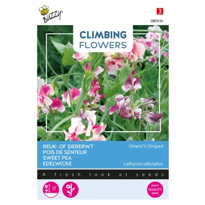 Afbeelding van Climbing Flowers Lathyrus, Reuk of siererwt Unwin&#039;s Striped