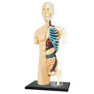 Afbeelding van EXPLORA Halve Romp Anatomie van het Menselijk Lichaam 546083 Realistisch Model 37 Stukken Montagehandleiding en Educatieve Quiz Ontdekkingsset Vanaf 8 jaar
