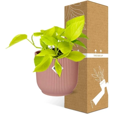 Afbeelding van Plantenboetiek.nl Epipremnum Pinnatum ‘Golden Pothos’ in ELHO Vibes Fold Roze Kamerplant Hoogte 20cm Potmaat 14cm