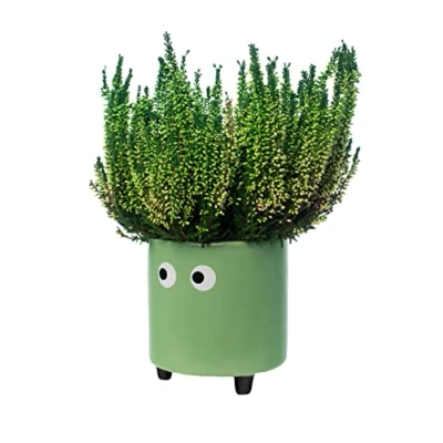Afbeelding van Bloempot Met Ogen Groen van Fisura