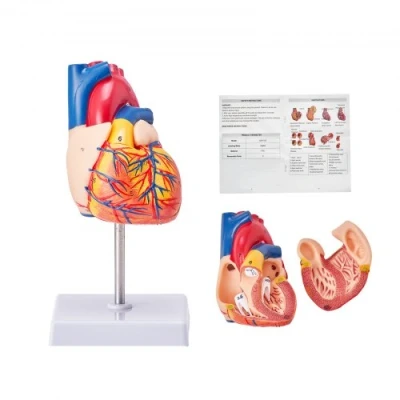 Afbeelding van VEVOR Levensgroot menselijk hartmodel, 2 delig 1:1 anatomisch hartmodel met handelsmerk voor anatomie 109 x 215 mm, pvc basis schoolonderwijs