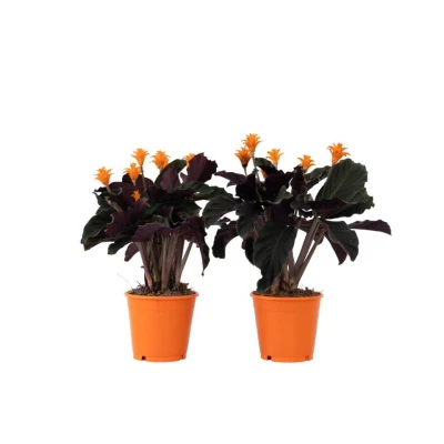 Afbeelding van Calathea Crocata Set van 2 Luchtzuiverend Pot 14cm Hoogte 40 50cm