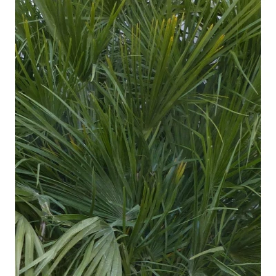 Afbeelding van winterharde palmboom chamaerops humilis 160 cm hoog Warentuin Natuurlijk