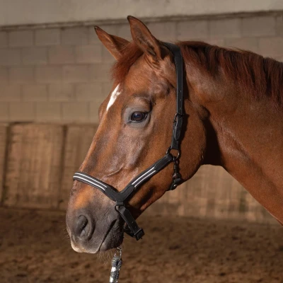 Afbeelding van Harry&#039;s Horse Halster Leder Flash Zwartverkocht door Agradi