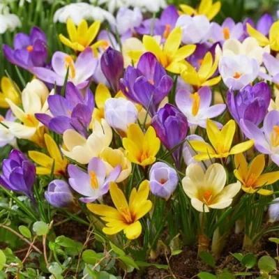 Afbeelding van Dutch Bulbs Krokus &#039;Botanische Budget Mix&#039; Bloembollen 100 stuks Meerkleurig