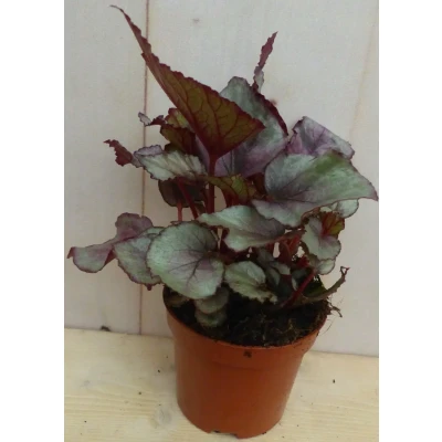 Afbeelding van Kamerplant Mini blad Begonia Rood Begoniaceae Warentuin Natuurlijk