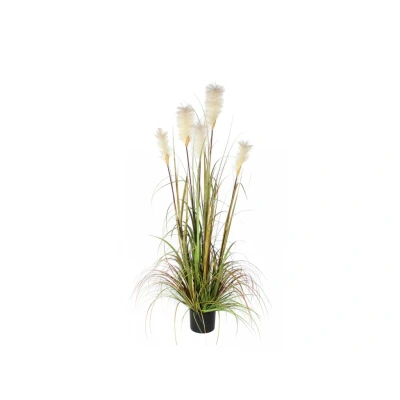 Afbeelding van Pluimgras Foxtail 150cm