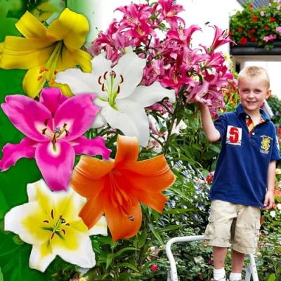 Afbeelding van Dutch Bulbs Lelie Bloembollen 15 stuks Meerkleurig