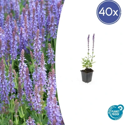 Afbeelding van Tuinplantenshop.com Salvia nemorosa &#039;Caradonna&#039; 40 stuks Ø9cm 10 25cm hoog Tuinplant