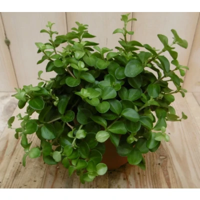 Afbeelding van 2 stuks! Peperomia rotundifolia Warentuin Natuurlijk