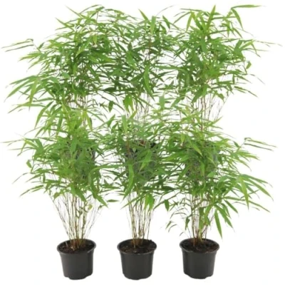 Afbeelding van Plants by Frank Set van 6 Bamboe Planten x Fargesia Rufa Ø13 cm ↕25