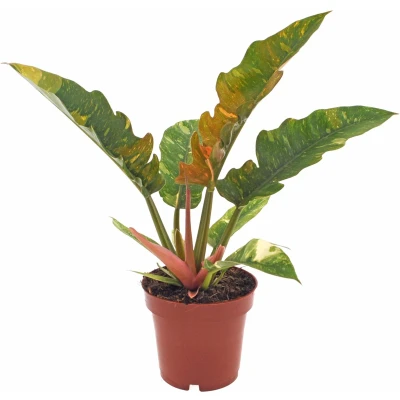 Afbeelding van Philodendron Ring of Fire 30cm excl. Keramieken pot