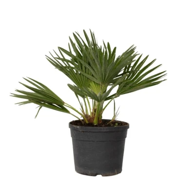Afbeelding van Chamaerops &#039;Vulcano&#039; Dwergpalm Pot 19cm Hoogte 35 45cm