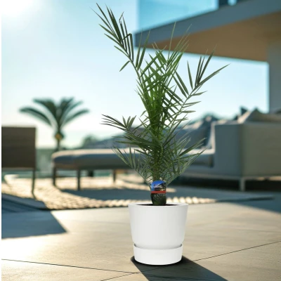 Afbeelding van Phoenix Canariensis 80cm