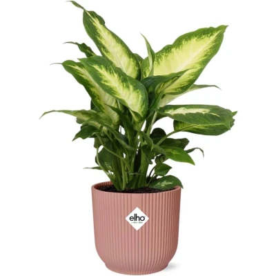 Afbeelding van Plantenboetiek.nl Dieffenbachia ‘Camilla’ in ELHO Vibes Fold roze Kamerplant Hoogte 35cm Potmaat 14cm