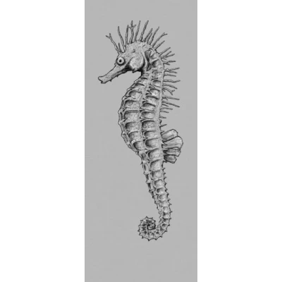 Afbeelding van Komar Vliesbehang Seahorse scherm (1 stuk)