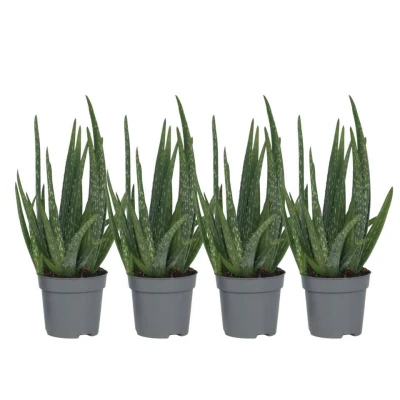 Afbeelding van AloÃ« Vera Set van 4 Succulent Pot 10,5cm Hoogte 25 40cm