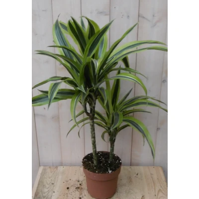 Afbeelding van Kamerplant Drakenbloedboom Dracaena Geel Groen 60 cm Warentuin Natuurlijk