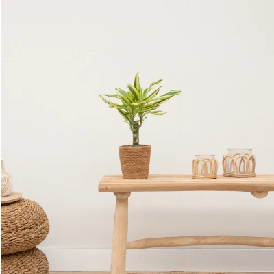 Afbeelding van Combi Deal Dracaena Golden Coast inclusief mand Scott 40cm