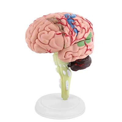 Afbeelding van 1pc Hersenmodel Leren, Gedemonteerd Anatomisch Model, Menselijk Hersenmodel, Medisch Leergereedschap Speelgoed, 10 x 8 6 cm