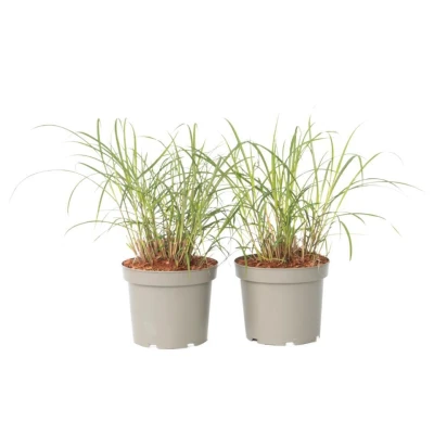 Afbeelding van Miscanthus sinensis Red Chief Siergras Set van 2 Pot 23cm Hoogte 40 60cm P23 x2
